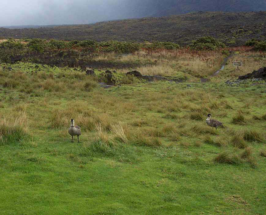 Nenes-in-front-of-cabin