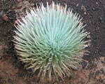 young-silversword