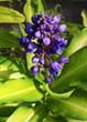 lupine