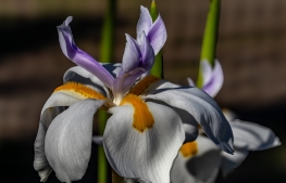 Iris-2