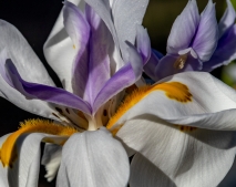 Iris