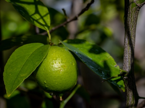 Here's the Lime,  there's rum in the freezer, where's the coconut when you need it?