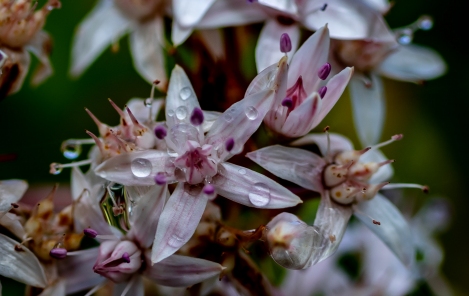 hillside-jade flowers