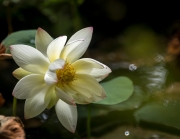 3rd lotus flower