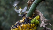 Banana Birds