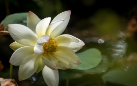 3rd lotus flower