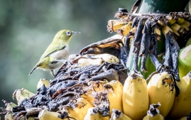 Banana Birds-10
