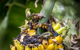 banana birds