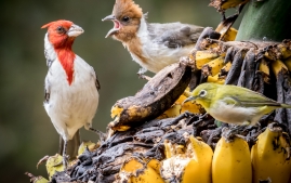 Banana Birds-5