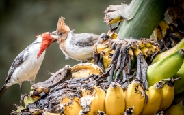 Banana Birds-6