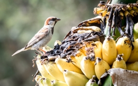Banana Birds-7