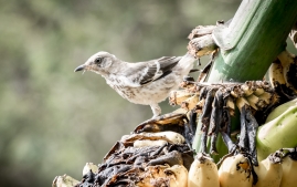 Banana Birds-8