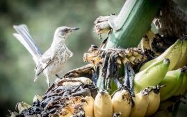 Banana Birds-9