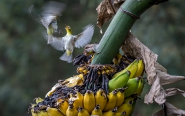 banana birds