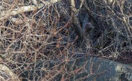 Cape-May-4-22-beach-11