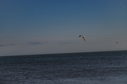 Cape-May-4-22-beach-4