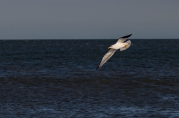 Cape-May-4-22-beach-5