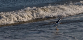 Cape-May-4-22-beach-8