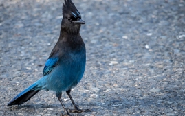 Summit-lake-to-Anchorage-41