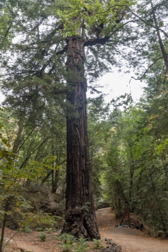 big-sur-10