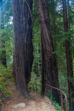 big-sur-11