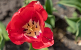 1_Cape-May-4-22-bikes-2