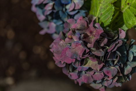 big-sur-macro-5