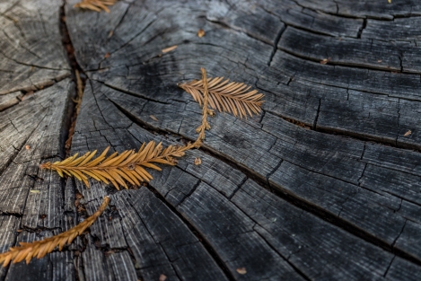 big-sur-macro