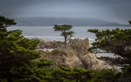 Dao-Carmel-8