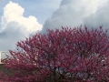 REDBUD.jpg