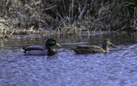 Great_Bay_Wildlife_Refuge-2