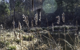 Great_Bay_Wildlife_Refuge-3