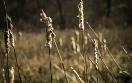Great_Bay_Wildlife_Refuge-4