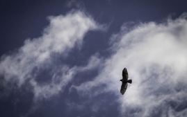 Great_Bay_Wildlife_Refuge