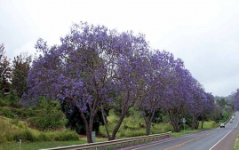 jacaranda1