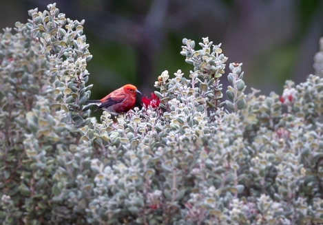 hosmers-3