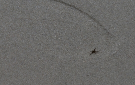 Cape-May-4-22-ry-fam-16