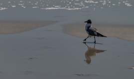 Cape-May-4-22-ry-fam-17