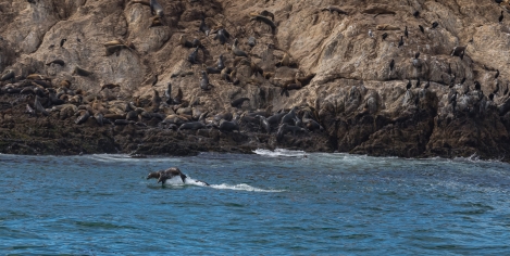 monterey_-10