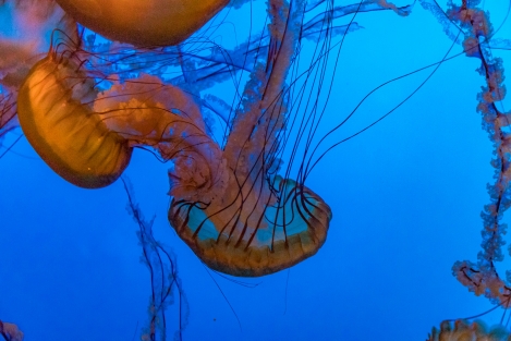 monterey_