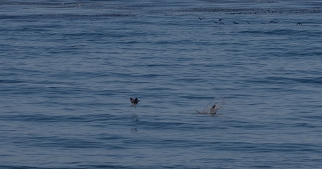 moonstone-beach-3