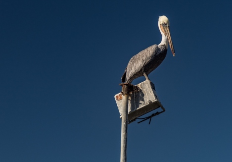 moro-bay-n-wine-country-2