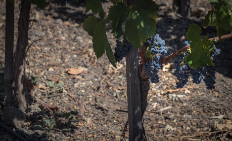 moro-bay-n-wine-country-5