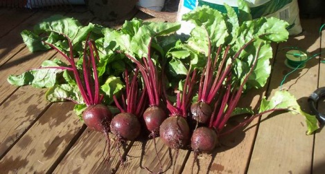 beets