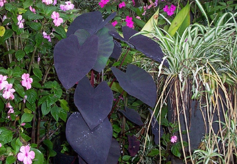 black-taro