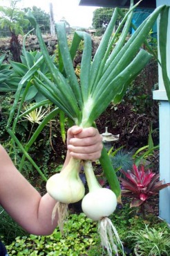 mauionions