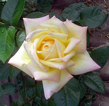 peace-rose