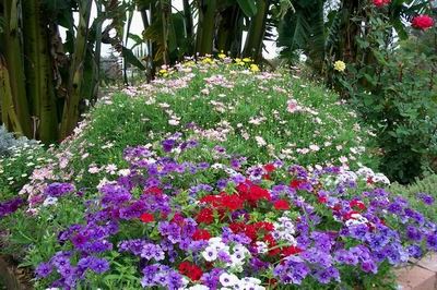phlox
