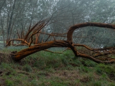 PoliPoli-in-fog-8