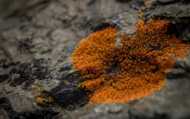 Rainbow to valdez-13